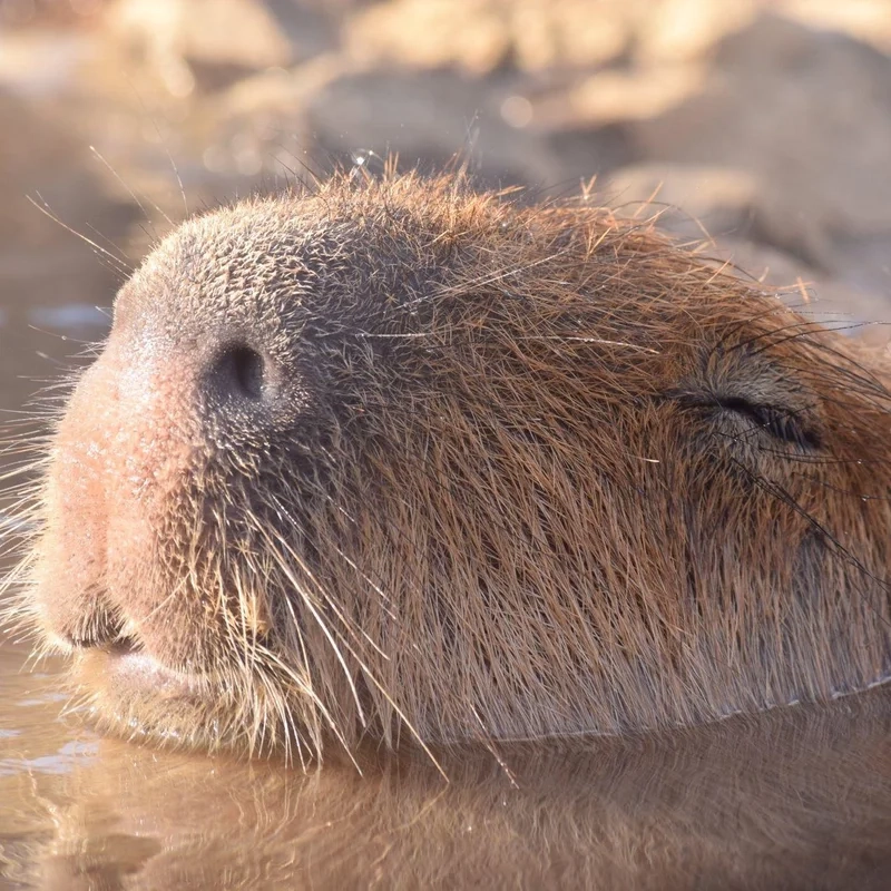 Cách làm avatar capybara đơn giản giúp bạn thể hiện cá tính