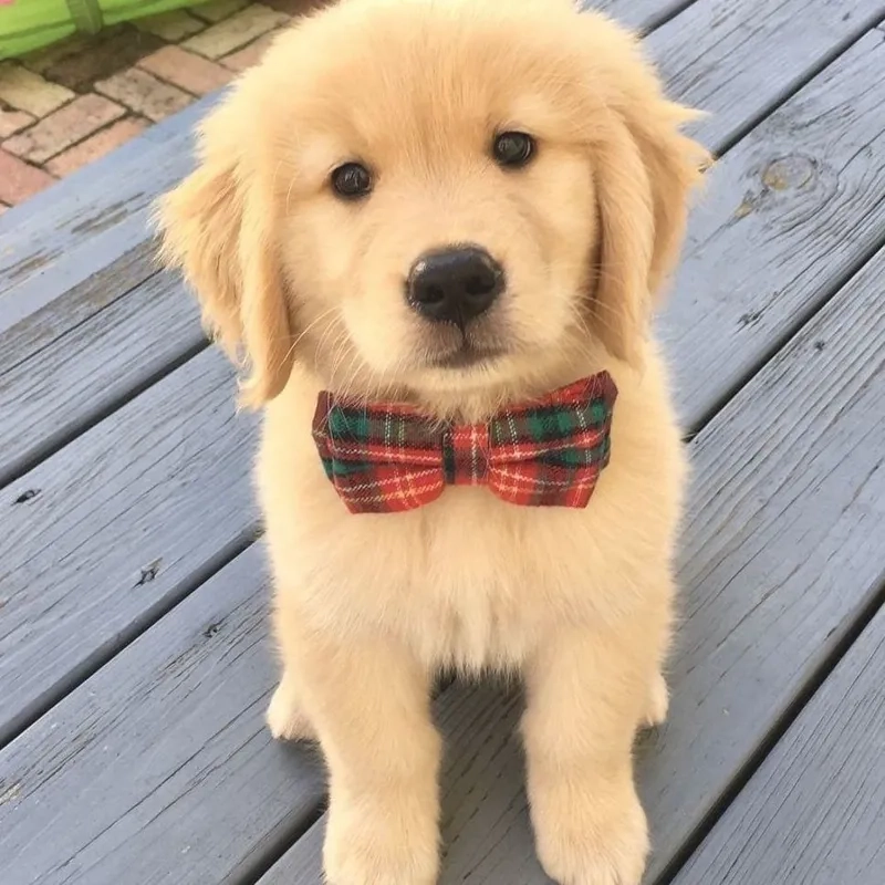 Hình nền cún con dễ thương cho điện thoại tạo cảm giác gần gũi