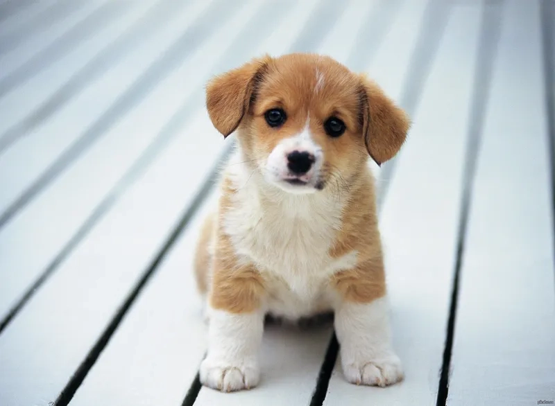 Avatar chó con mang lại sự dễ thương và thu hút