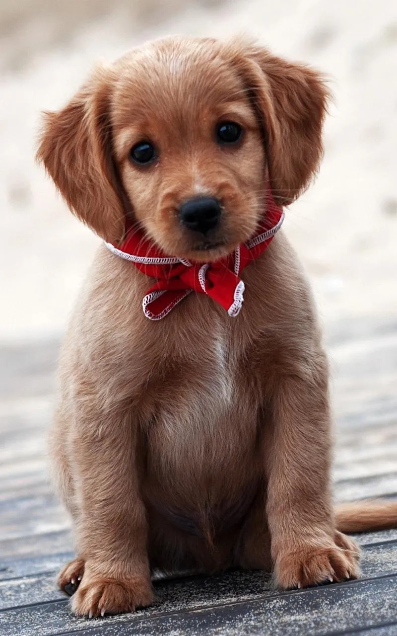 Ảnh nền chó con dễ thương tạo cảm giác gần gũi và thân thuộc