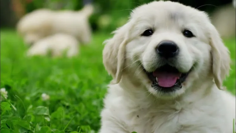 Hình nền con chó cute giúp bạn thư giãn và tận hưởng vẻ đẹp