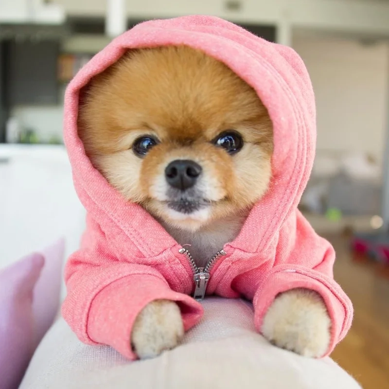 Avatar chó hài hước giúp bạn thể hiện tình yêu với thú cưng