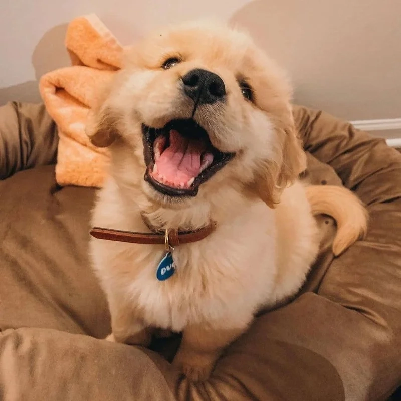 Avatar cheems hài mang lại sự dễ thương và hài hước