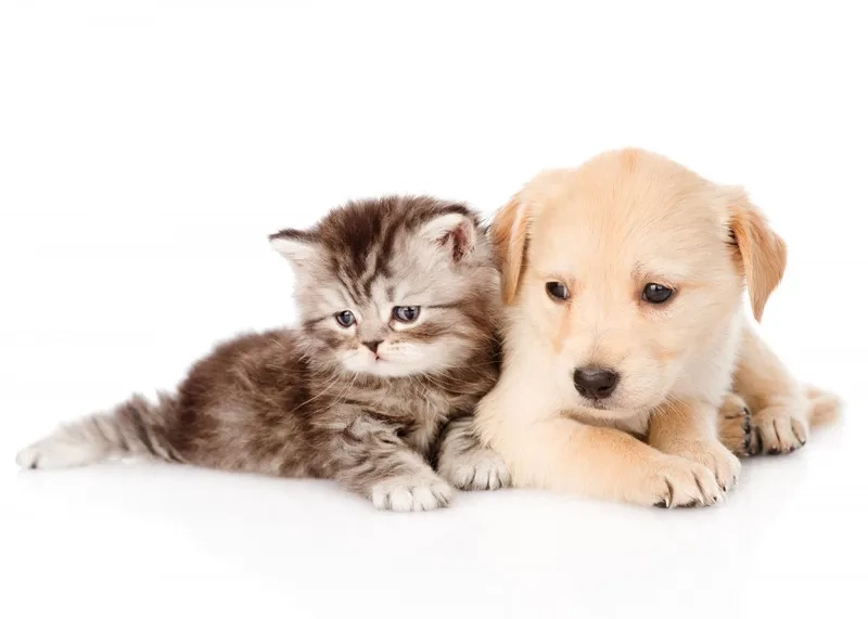 Avatar chó mèo cute tạo không gian sống động cho trang cá nhân