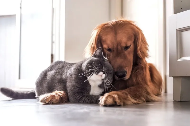 Avt đôi chó mèo tạo cảm giác gần gũi và thân thuộc