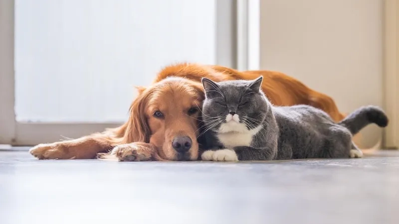 Avatar con chó tạo không gian sống động cho thiết bị