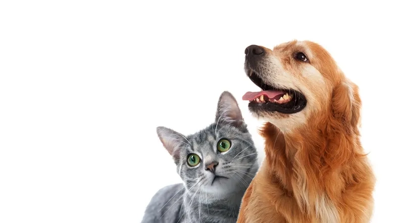 Avatar cặp chó mèo giúp bạn thể hiện tình yêu đáng yêu