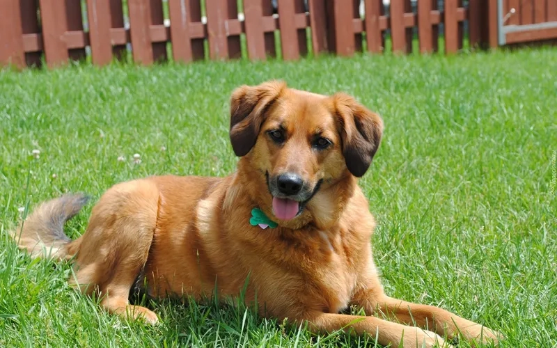 Avatar chó meme tạo không gian sống động và thú vị