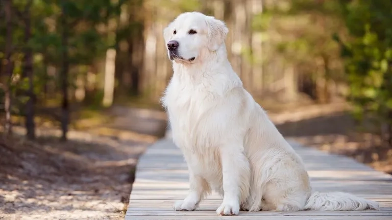 Hình con chó ngầu giúp bạn thể hiện phong cách riêng