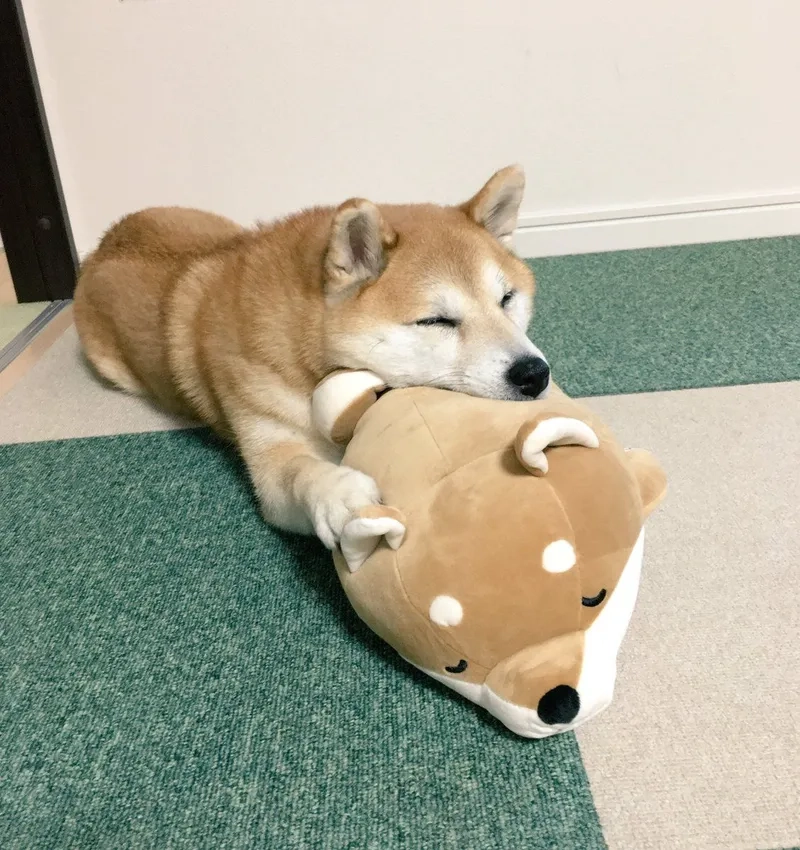 Hình nền chó shiba hoạt hình giúp bạn thể hiện phong cách độc đáo