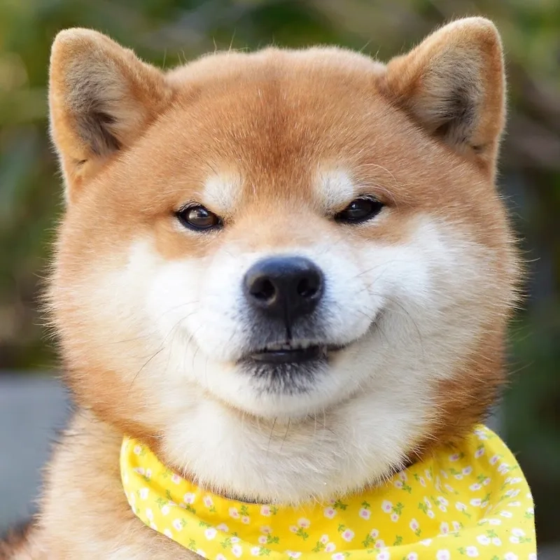 Avatar chó dễ thương mang lại sự đáng yêu và thu hút