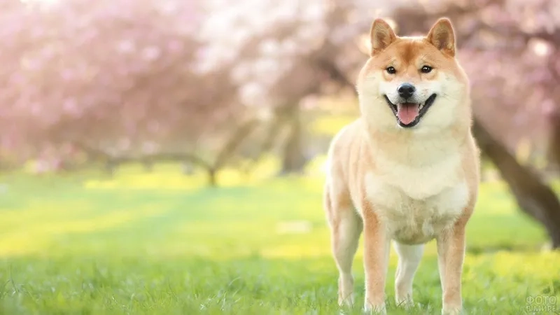 Avatar chó shiba ngầu tạo cảm giác mạnh mẽ và cá tính