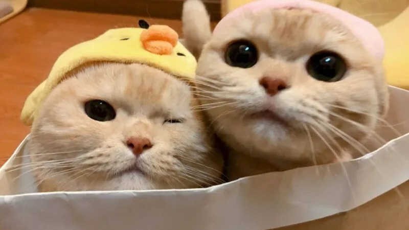 Ava mèo đôi sẽ thể hiện tình cảm ngọt ngào giữa bạn và người ấy