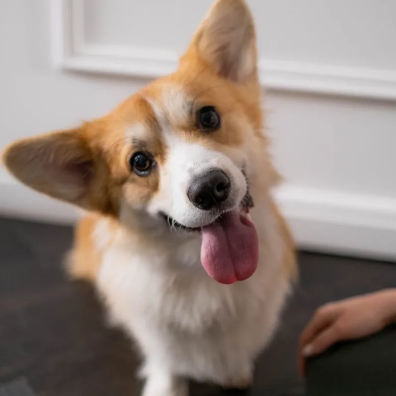 Avatar chó corgi sẽ mang lại phong cách đáng yêu cho bạn