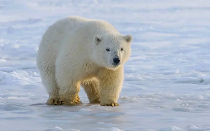 Ảnh gấu trắng ngầu mang đến sự mạnh mẽ và cá tính