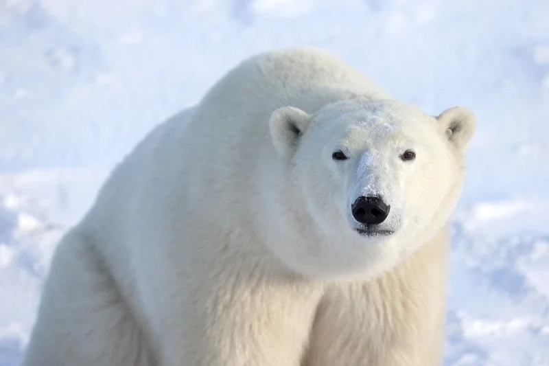 Hình ảnh gấu trắng ngầu thể hiện sự dũng mãnh và độc đáo