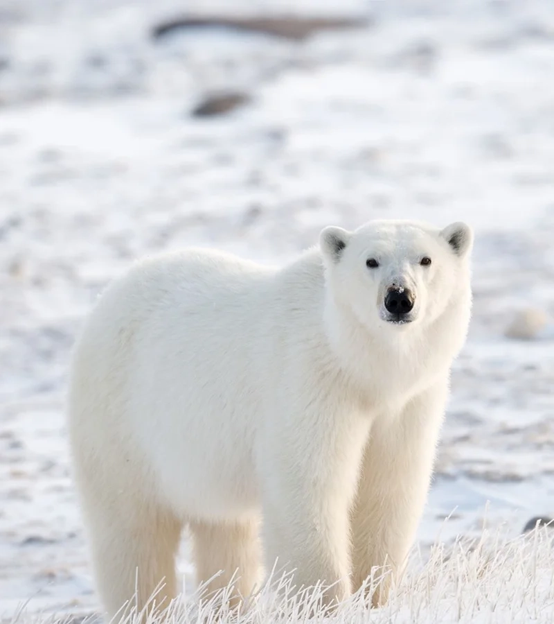 Hình nền gấu trắng ngầu sẽ làm cho màn hình của bạn thêm phần hấp dẫn