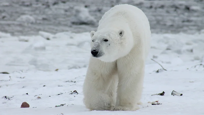 Gấu trắng hình nền là lựa chọn hoàn hảo cho fan của động vật