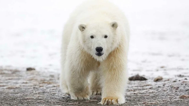 Avatar ảnh gấu trắng ngầu thể hiện phong cách độc đáo của bạn