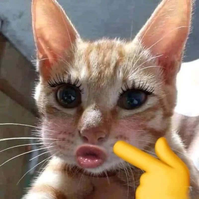 Bựa avatar hài giúp bạn thể hiện sự sáng tạo và hài hước