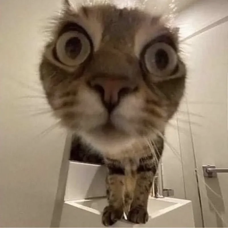 Meme avatar hài hước tạo cảm giác vui vẻ và gần gũi