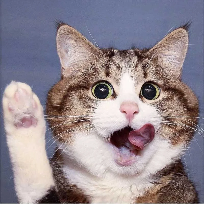 Avatar đôi meme hài tạo cảm giác đáng yêu và vui nhộn