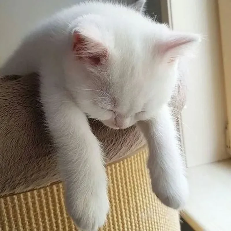 Avatar meme hài cheems mang lại sự dễ thương và hài hước