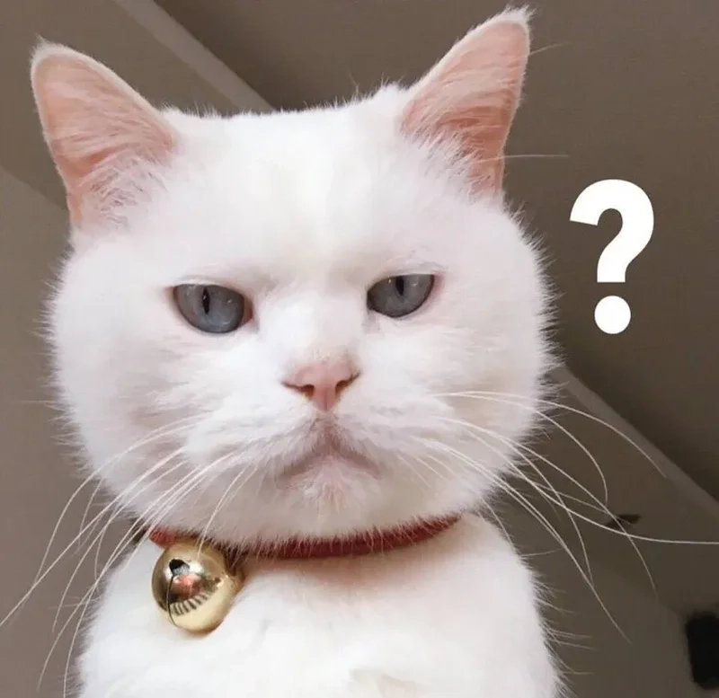 Avatar meme hài cute tạo cảm giác vui vẻ và dễ thương