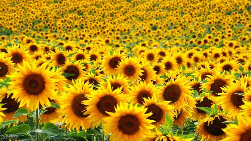 Ảnh avatar hoa hướng dương mang lại niềm vui và hy vọng