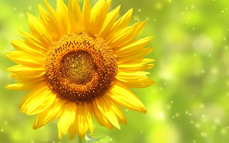 Hình avatar hoa đa dạng cho mọi phong cách cá nhân