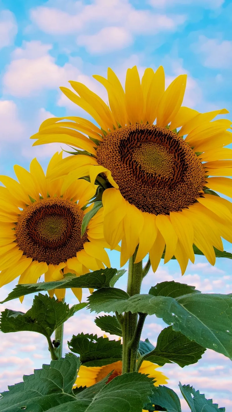 Avatar hoa chill mang đến cảm giác thư giãn và thoải mái