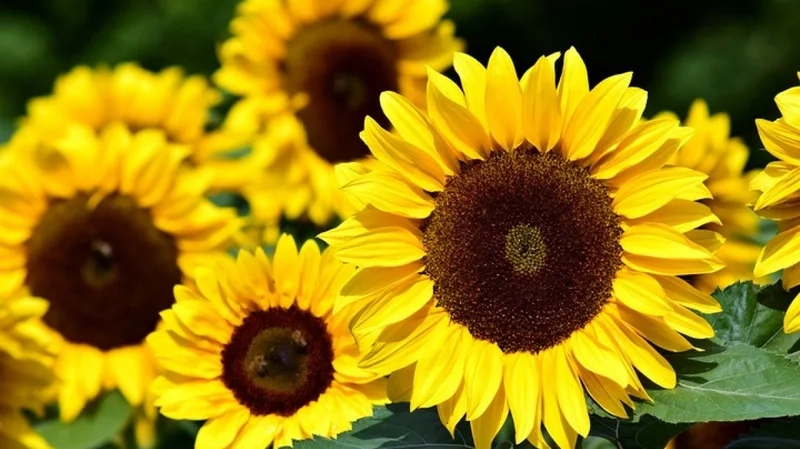 Ảnh hoa đẹp làm avatar giúp bạn thể hiện cá tính riêng