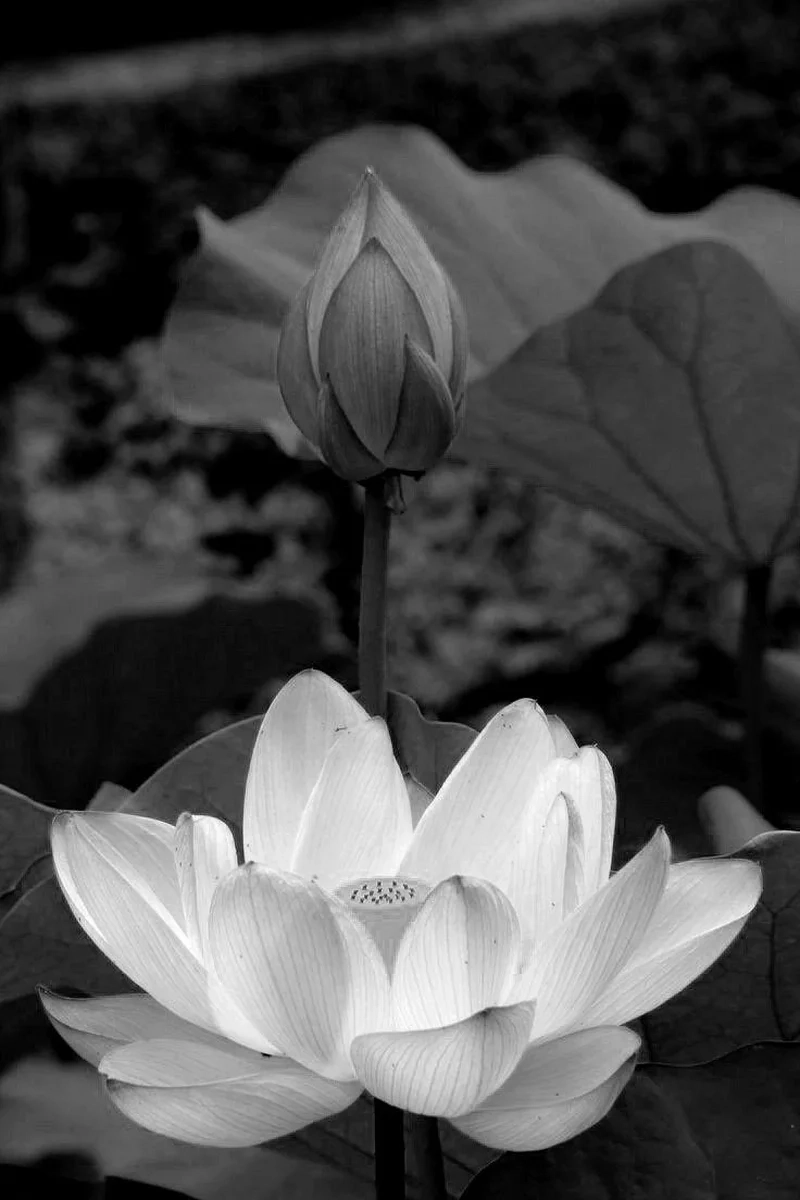 Avatar đen hoa sen mang đến sự bí ẩn và sâu sắc