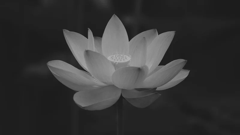 Để avatar hoa sen trắng bao lâu trên facebook thể hiện sự tôn trọng