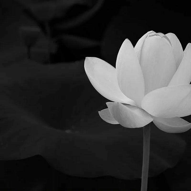 Ảnh avatar hoa sen đen trắng mang lại sự trang nhã và thanh lịch