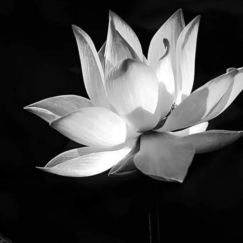 Hình avatar hoa sen mang đến cảm giác bình yên và thư thái