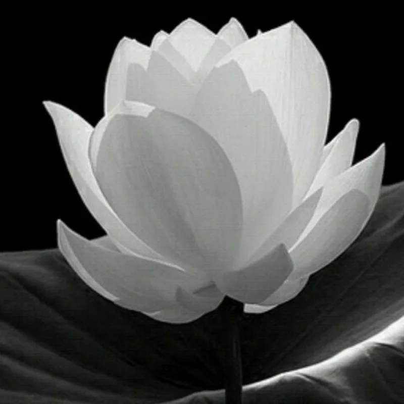 Để avatar hoa sen trắng có ý nghĩa gì thể hiện sự sâu sắc trong tình cảm