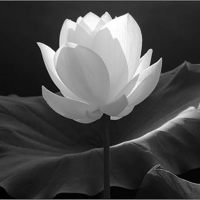 Avatar hoa sen trắng đẹp mang lại sự thanh thoát và nhẹ nhàng