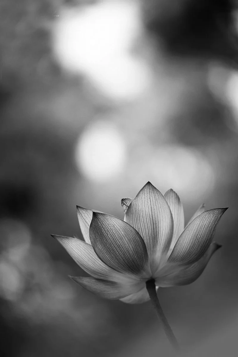 Avatar hoa sen trắng nền đen tạo sự nổi bật và cuốn hút