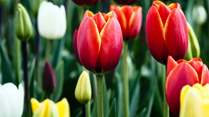 Thể hiện phong cách riêng với avatar hoa tulip chill