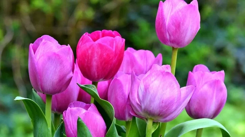 Hình avatar hoa tulip tươi sáng cho ngày mới thêm vui