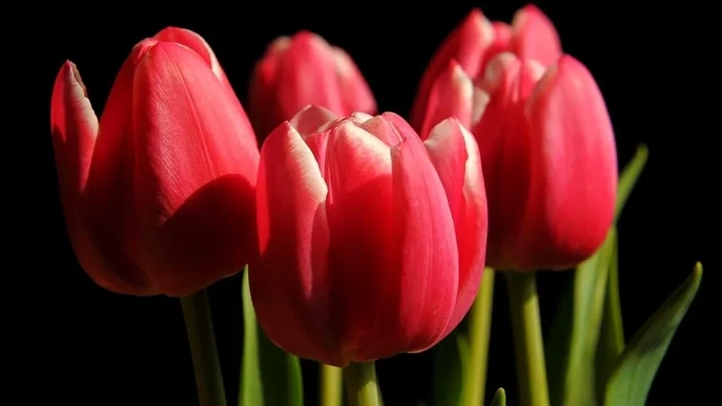 Chọn avatar hoa tulip đẹp để thu hút sự chú ý