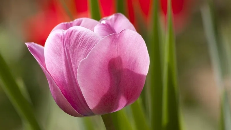 Avatar hoa tulip hồng thể hiện sự ngọt ngào và lãng mạn