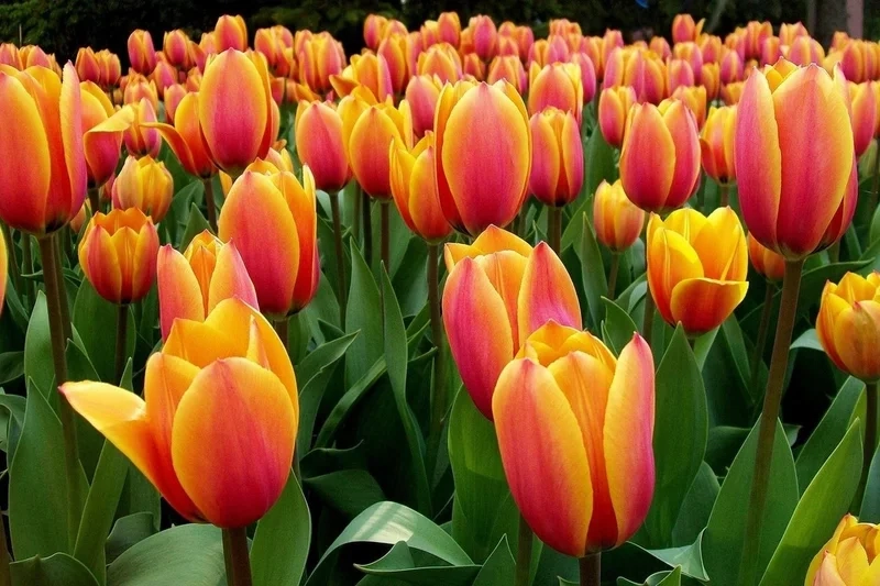 Sáng tạo với avatar hoa tulip vẽ độc đáo và nghệ thuật