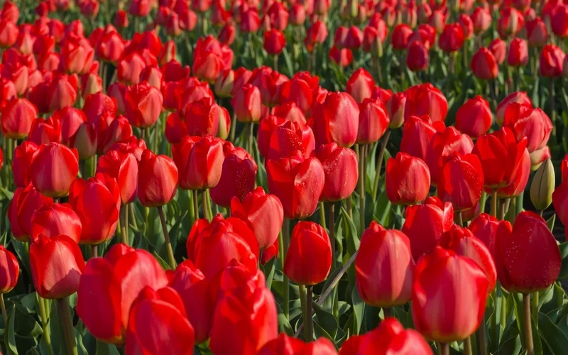 Ảnh hoa tulip làm avatar giúp bạn nổi bật giữa đám đông