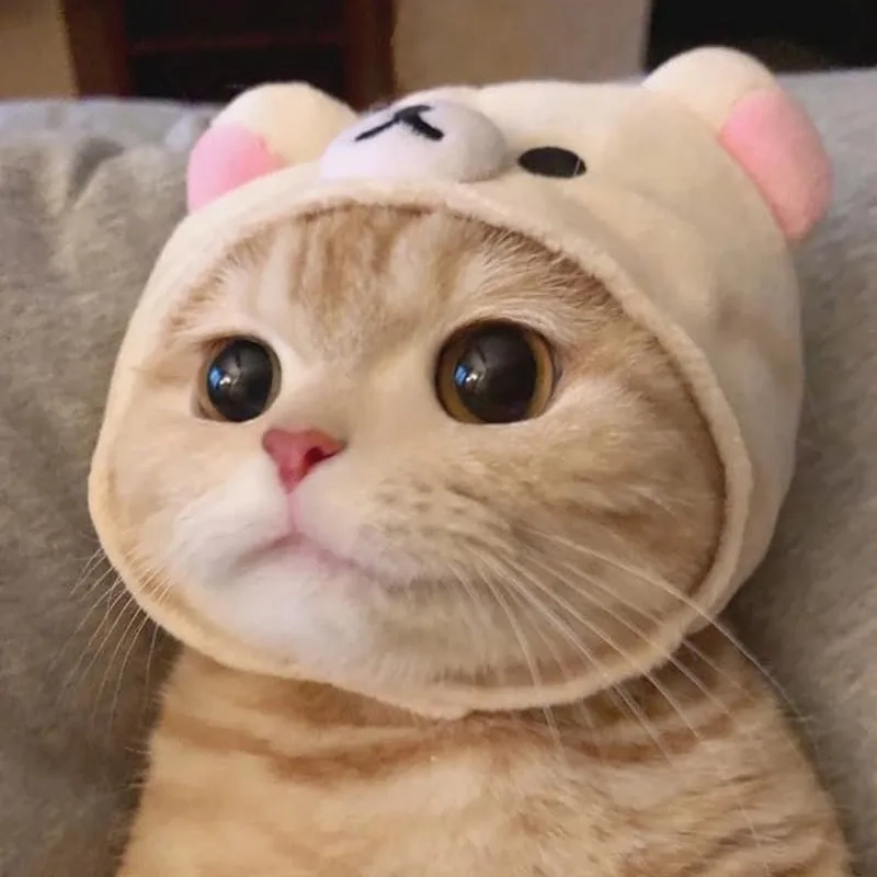 Avatar cute mèo sẽ thu hút sự chú ý từ bạn bè