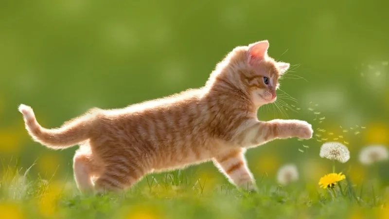 Avatar ngộ nghĩnh ảnh mèo cute sẽ là lựa chọn thú vị cho bạn