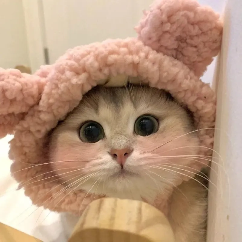 Avatar mèo cute ngầu tạo cảm giác mạnh mẽ và đáng yêu