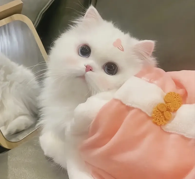 Ảnh mèo cute làm avatar giúp bạn thể hiện phong cách cá tính