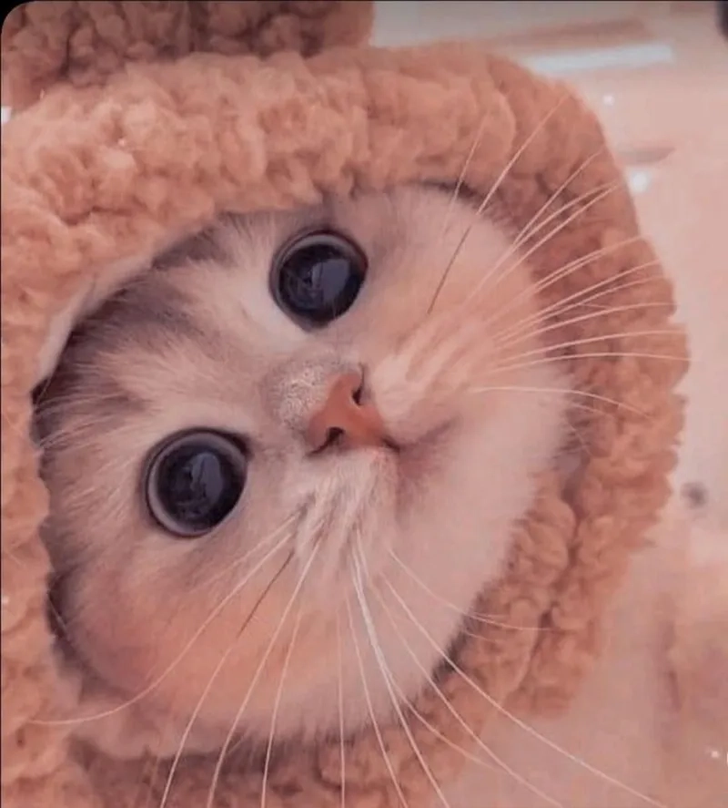 Avatar mèo cute đáng yêu tạo cảm giác gần gũi và thân thuộc